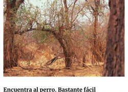 Enlace a Imágenes que podrán a prueba tu capacidad para encontrar objetos ocultos