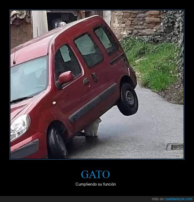 gato,furgoneta,wtf