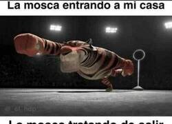 Enlace a Cosas de moscas