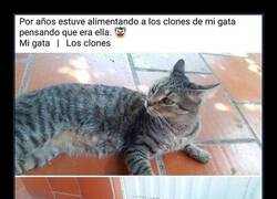 Enlace a La gata y los clones