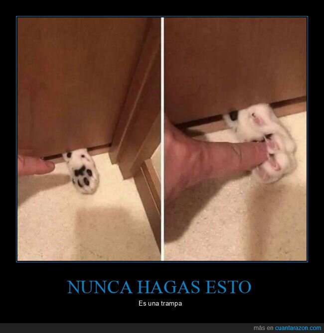 pata,gato,uñas