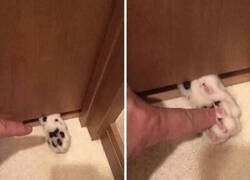 Enlace a It's a trap!