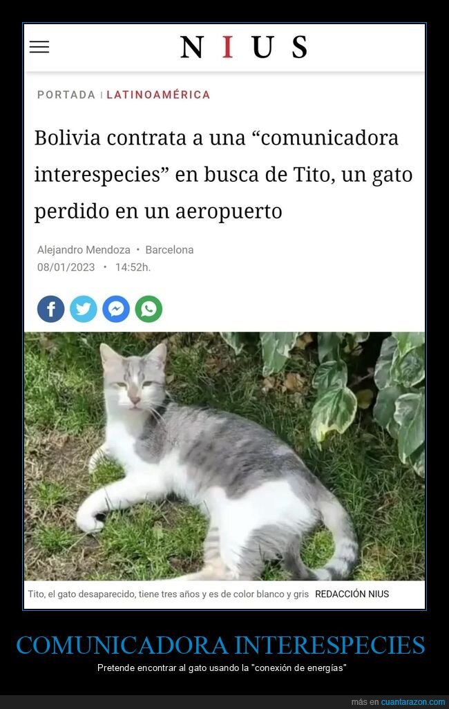 gato,perdido,aeropuerto,comunicadora interespecies