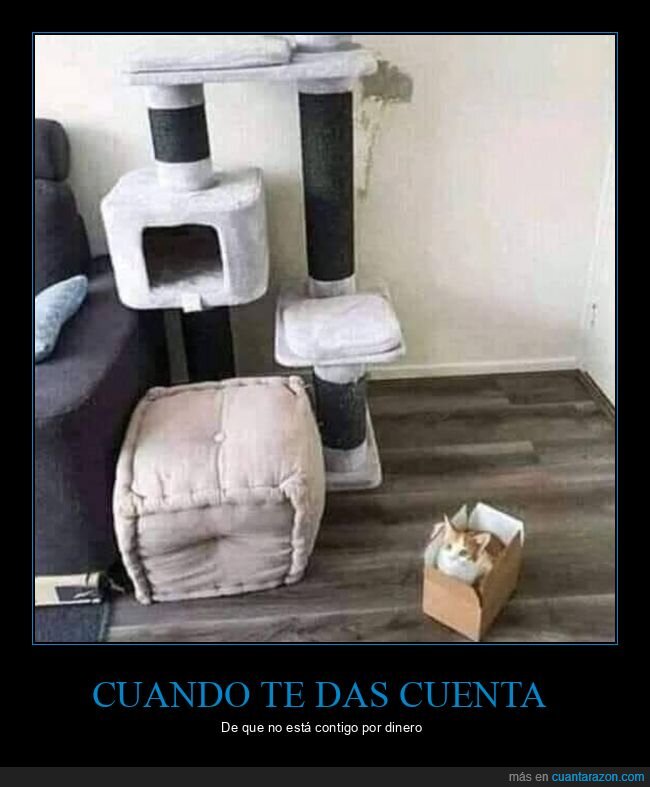 gato,caja
