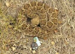 Enlace a Que se las quede