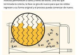 Enlace a Padre e hijo instalan colmenas en todo el mundo para aumentar la población de abejas
