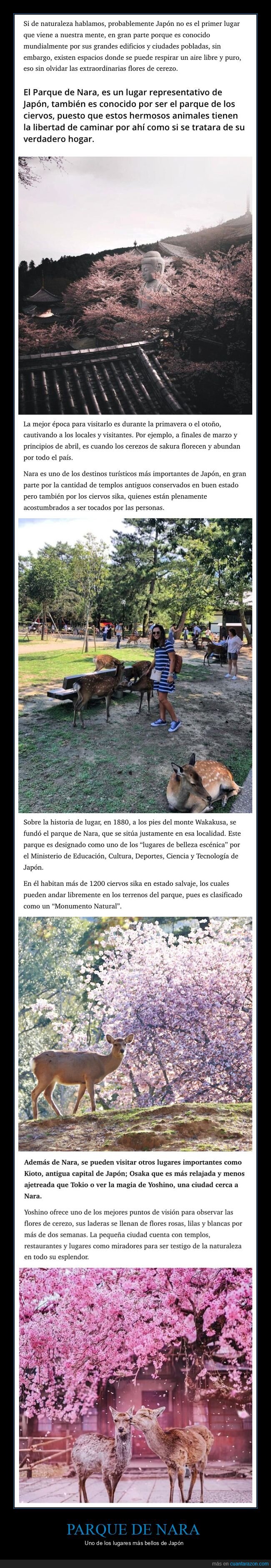 parque de nara,cerezos,ciervos,japón