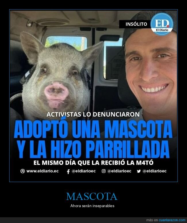 mascota,adoptar,cerdo,parrillada