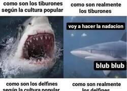 Enlace a Tiburones VS Delfines