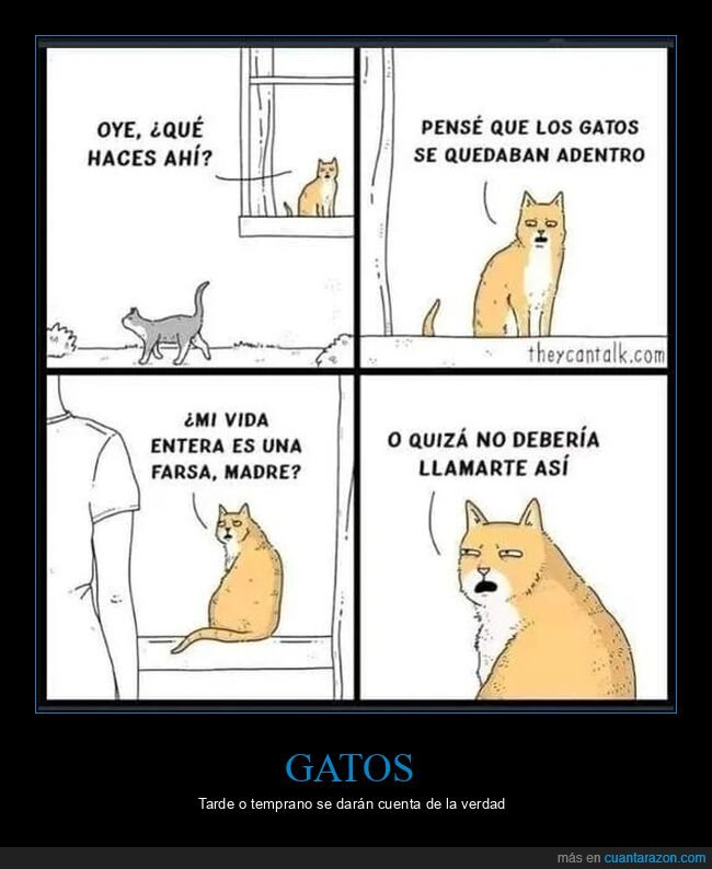 fuera,gatos