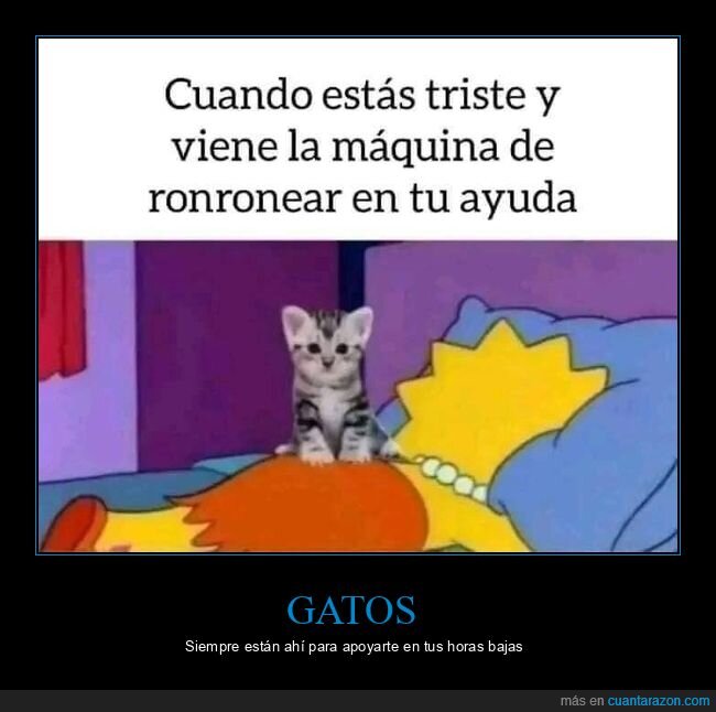 triste,gato,ayuda