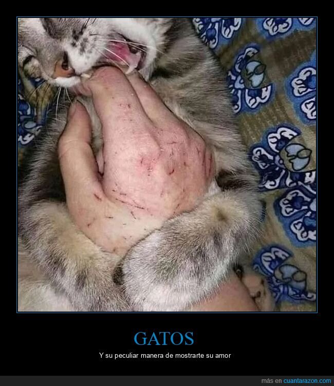 arañazos,gatos,mano,mordiscos