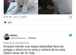 Enlace a Adorables fotos de mascotas comparando su aspecto actual con el que tenían cuando llegaron a sus dueños