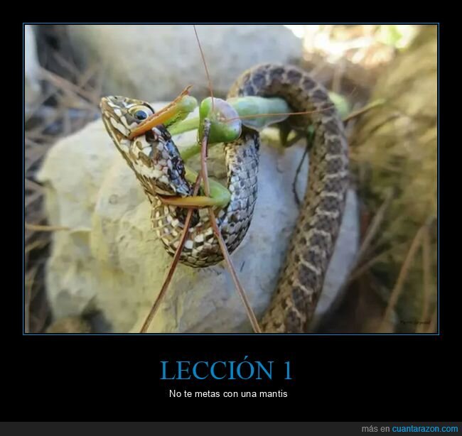 mantis,serpiente,wtf