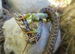 Enlace a Mucho cuidado con las mantis