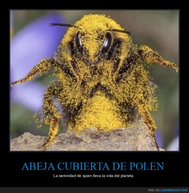 abeja,polen,vida,planeta