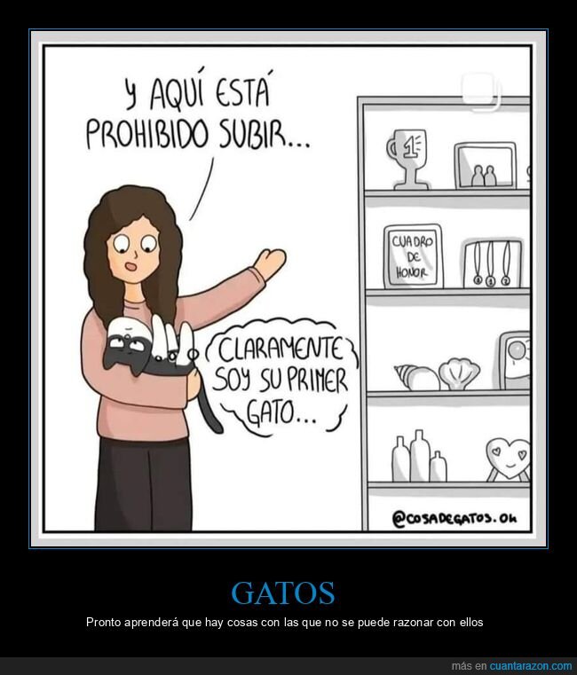 gato,prohibir,subirse