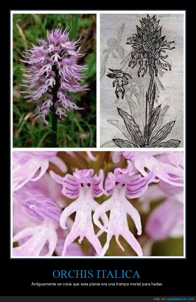 curiosidades,hadas,orchis italica,planta,trampa