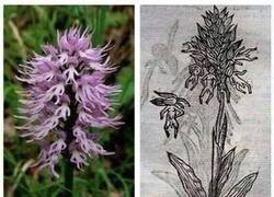 Enlace a Trampa para hadas