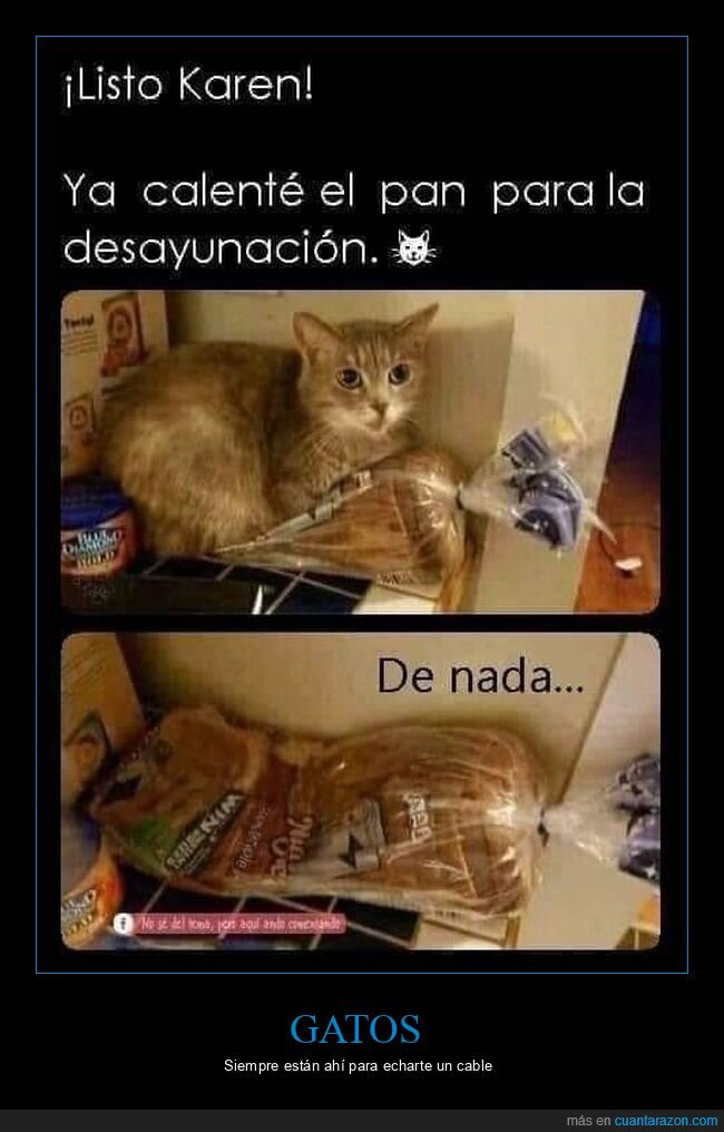 gato,calentar,pan