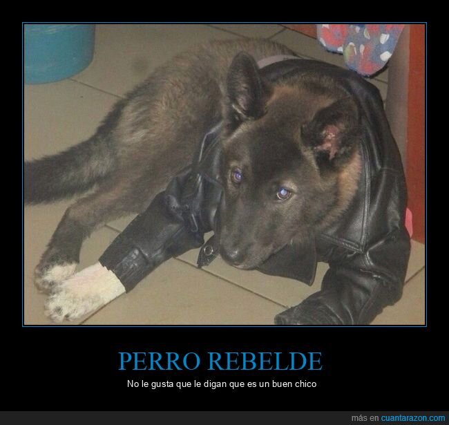 perro,chaqueta