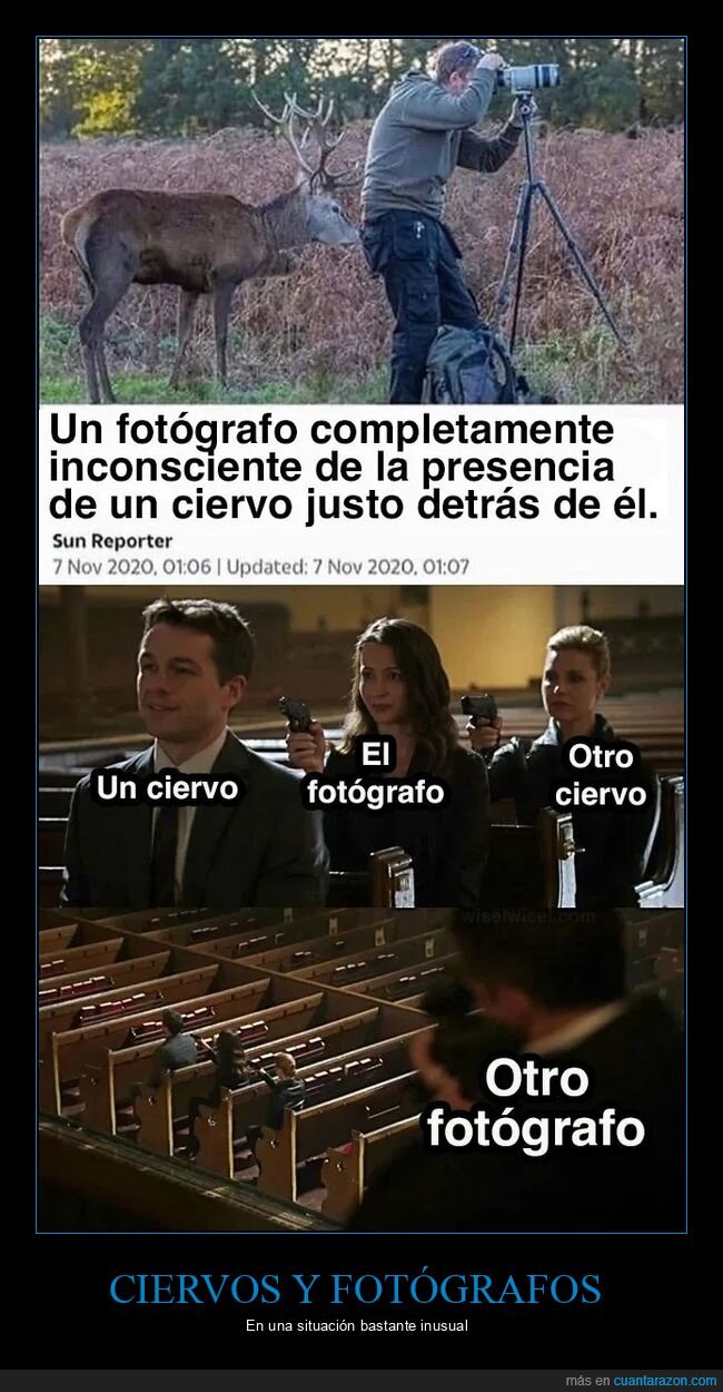 ciervo,fotógrafo,wtf