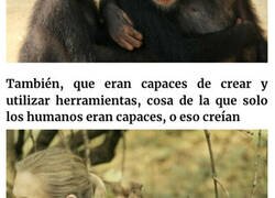 Enlace a Esta es la famosa doctora Goodall, quien empezó como naturalista aficionada y se convirtió en una referencia mundial