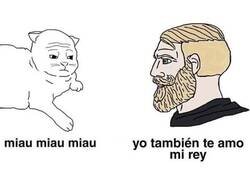 Enlace a Amor felino