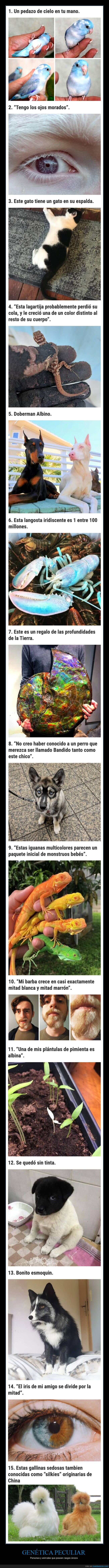 genética,rasgos,únicos