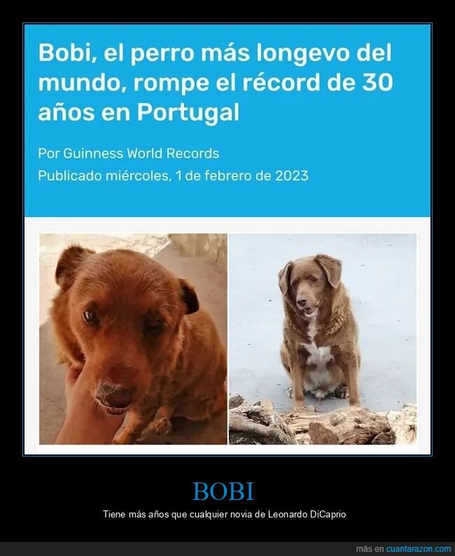 perro,longevo,récord,30 años