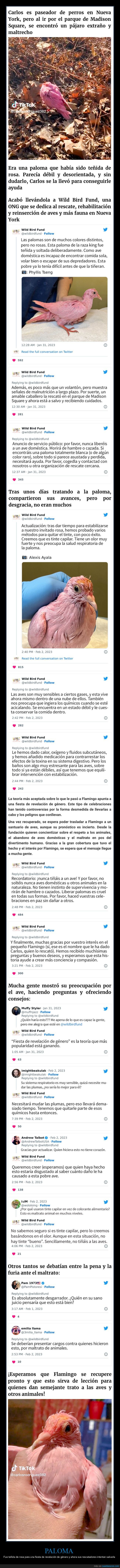 paloma,rosa,fiesta de revelación de género