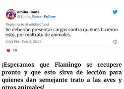 Enlace a Esta paloma fue teñida de rosa para una fiesta de revelación de género, y ahora sus rescatadores intentan salvarla