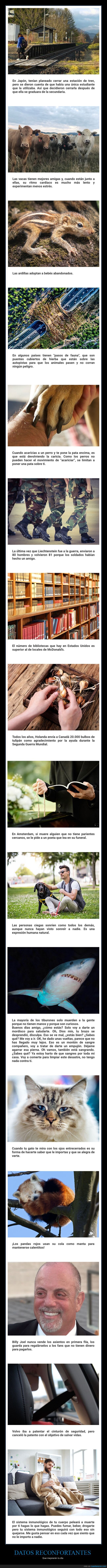 datos,reconfortantes,curiosidades