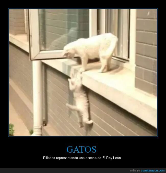 gatos,el rey león