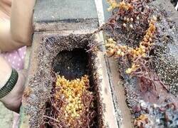 Enlace a Parece una colmena alienígena...