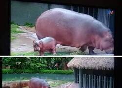 Enlace a Qué rinoceronte más raro...