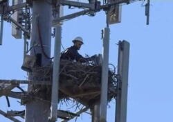 Enlace a Acaba de romper el cascarón