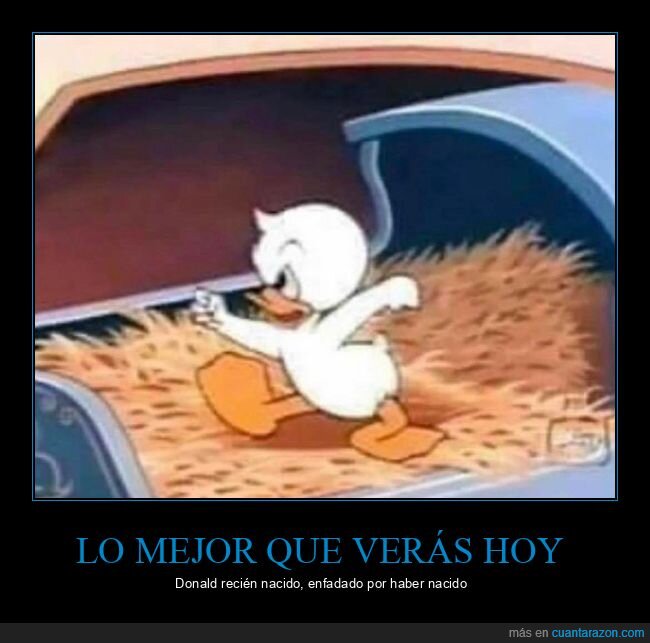 pato donald,recién nacido,enfadado