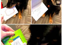 Enlace a Memes sobre perros con los que todo dueño se identificará