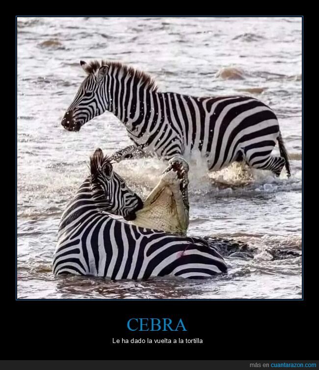 cebra,cocodrilo,wtf