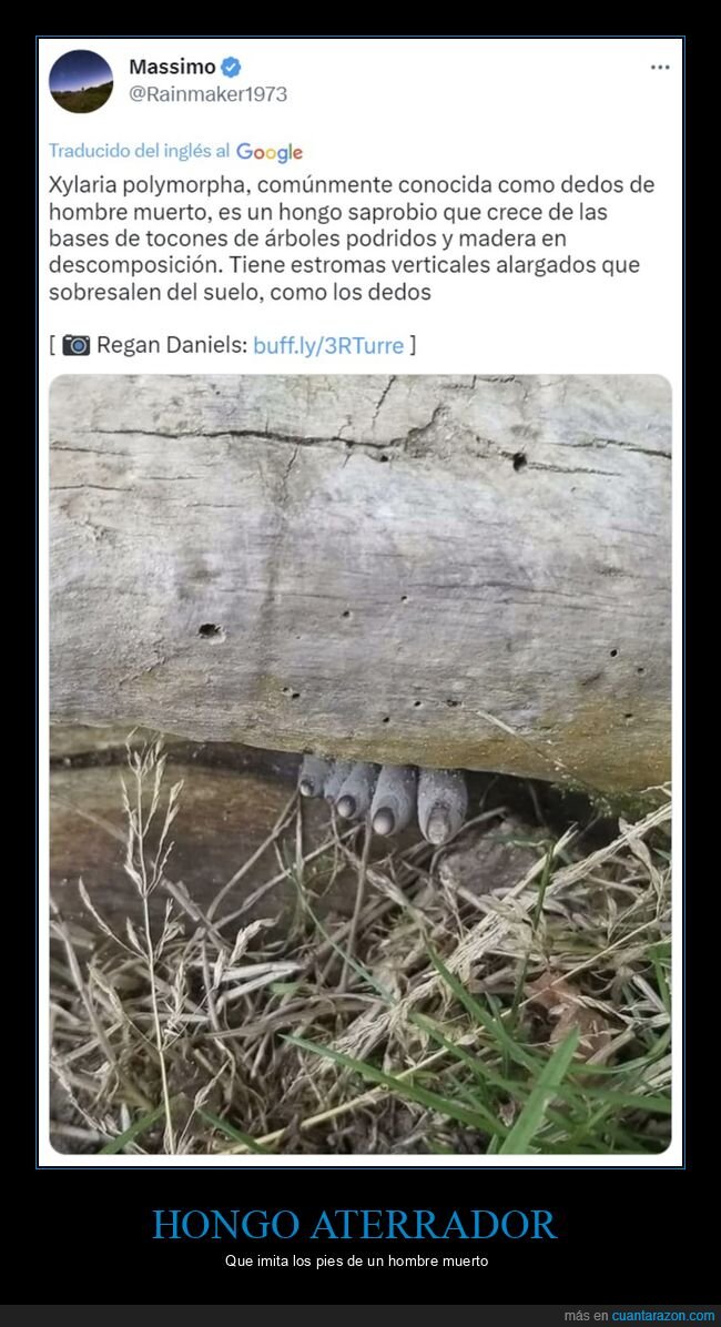 hongo,dedos de hombre muerto