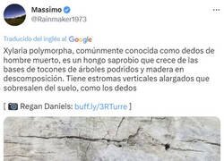 Enlace a Este hongo habrá provocado más de un infarto...