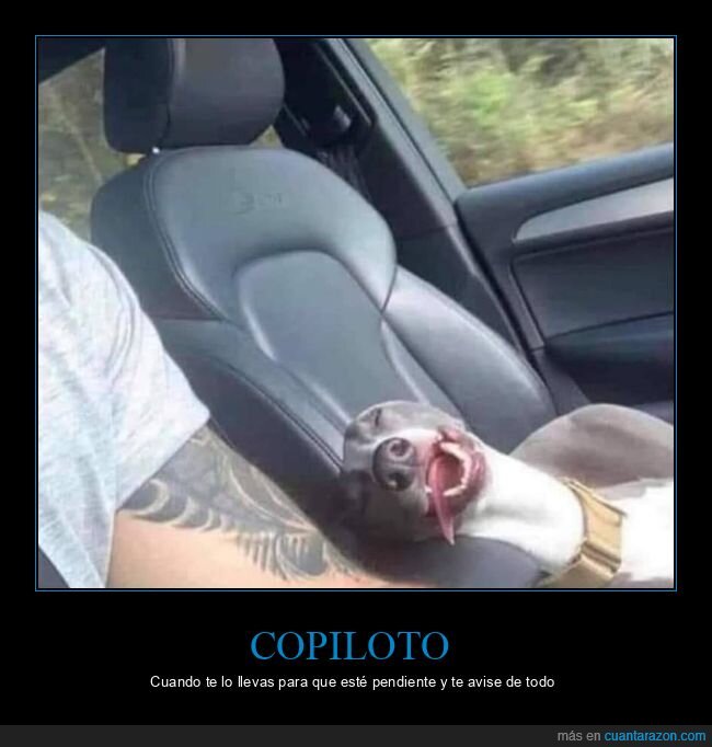 copiloto,perro,durmiendo