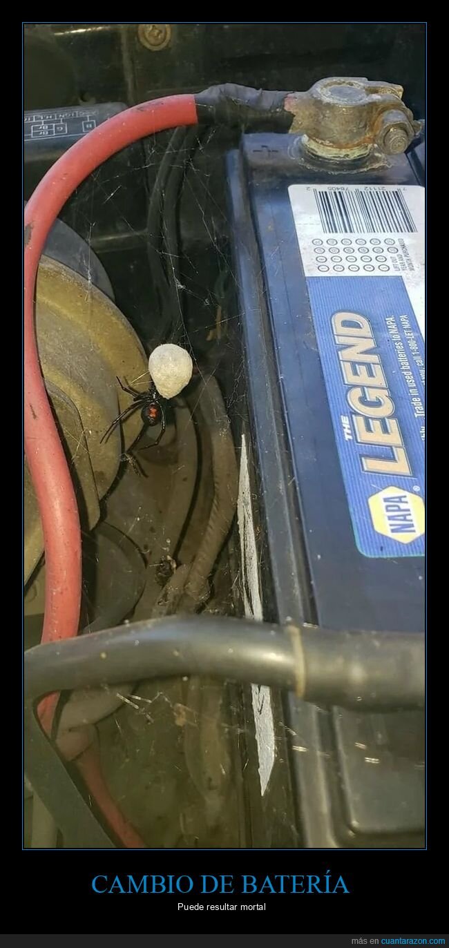 coche,araña,viuda negra