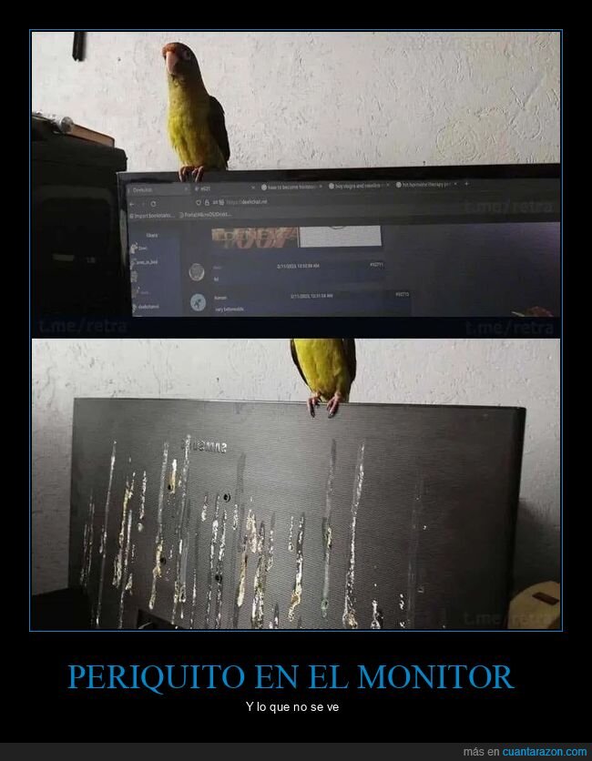 fails,mierda,monito,pájaro