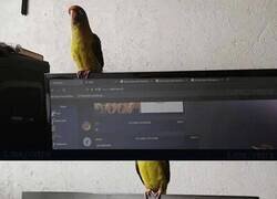 Enlace a Periquito incontinente