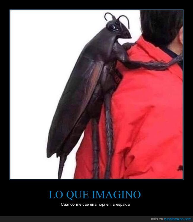 bicho,imaginar,hoja
