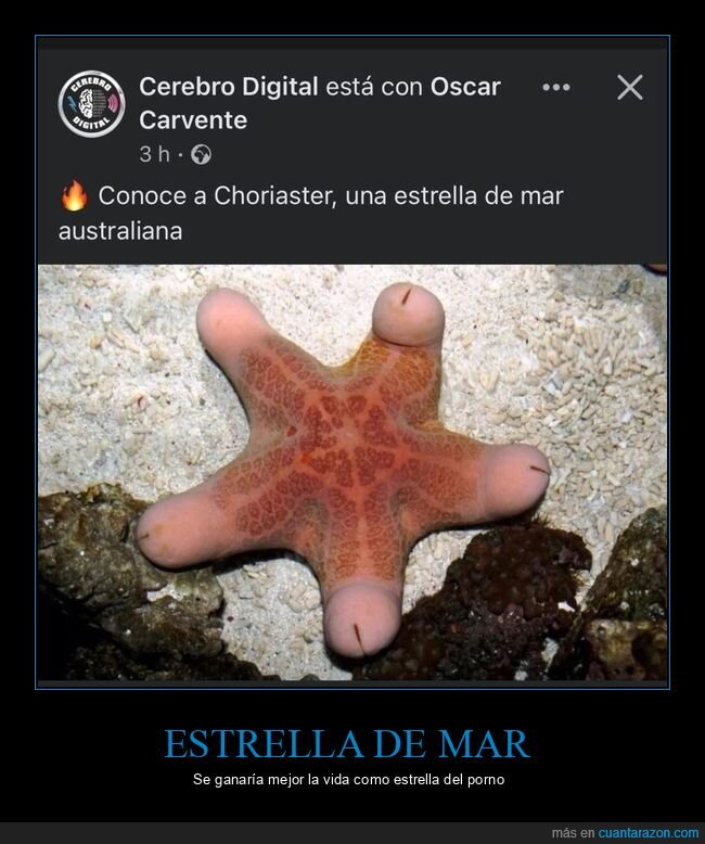 estrella de mar,choriaster