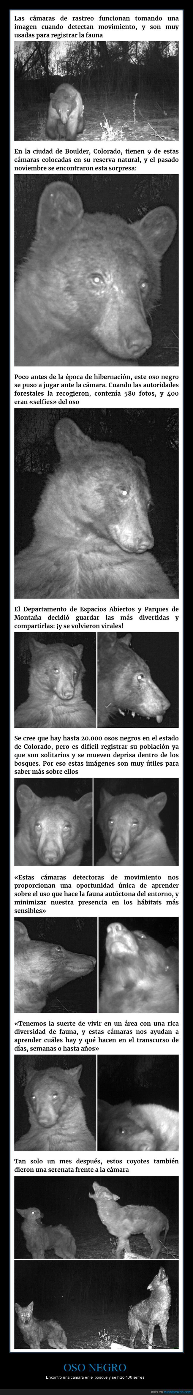 oso,cámaras,selfies