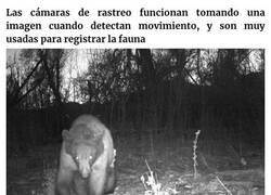 Enlace a Este oso negro encontró una cámara en el bosque y se hizo 400 selfies